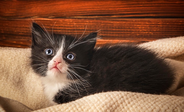 写真 木製の背景に1匹の小さな子猫