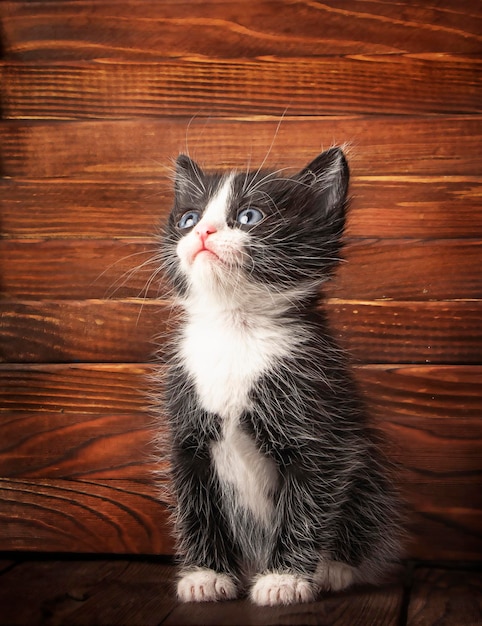 Foto un piccolo gattino su uno sfondo di legno