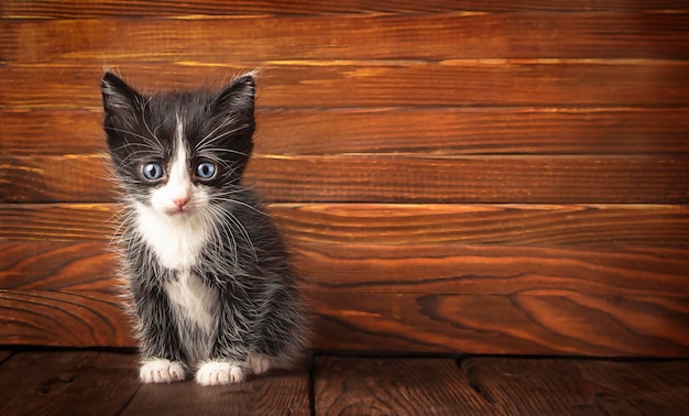 Foto un piccolo gattino su uno sfondo di legno