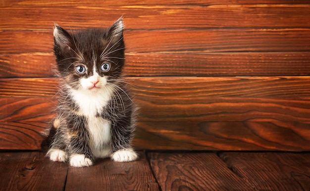 Foto un piccolo gattino su uno sfondo di legno