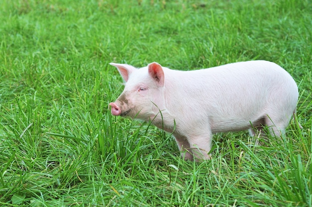 One small pig on a green grass.