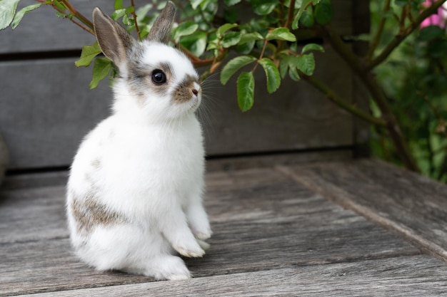 One small white rabbit on a wooden terrace outside Easter concept