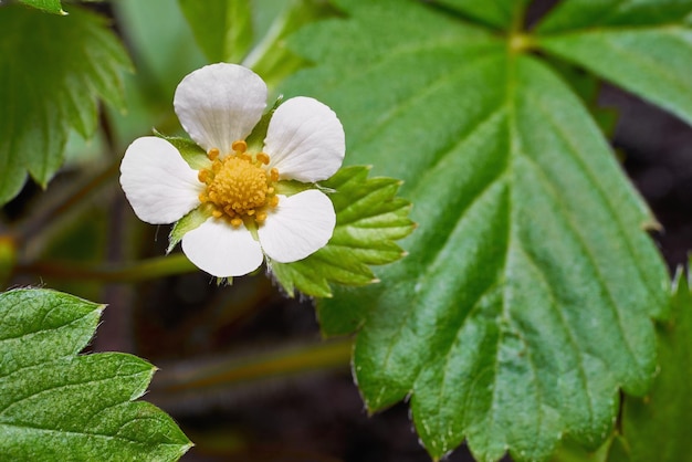 One small white strawberry flower closeup on a blurred background of green leaves