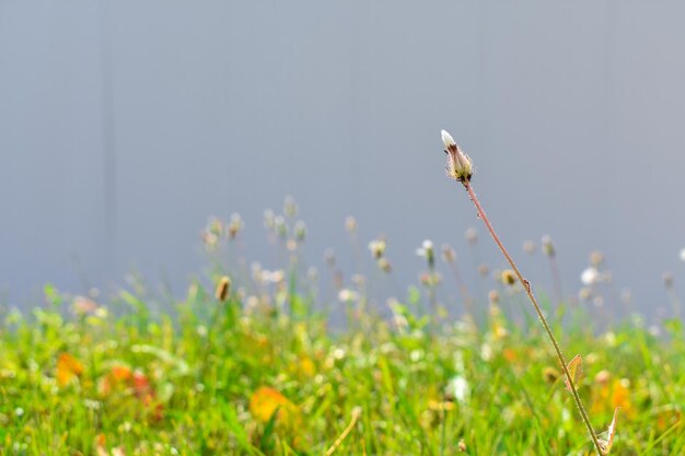 One spikelet of grass on a blurred background of green grass and a blue wall in the rays of sunlight