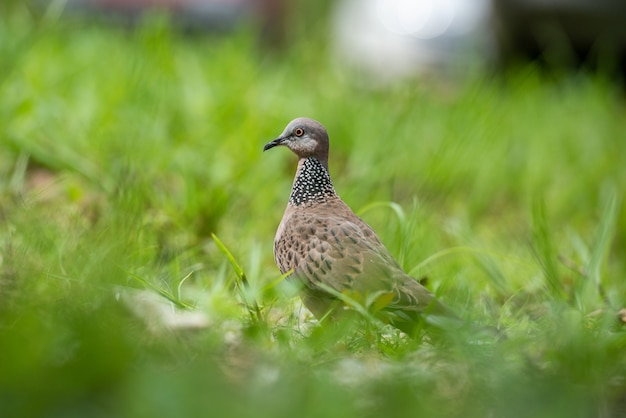 One Spotted dove or spilopelia chinensis or pearlnecked dove