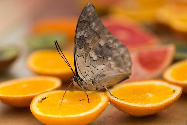 One-spotted prepona butterfly sucking liquid from an orange through its proboscis