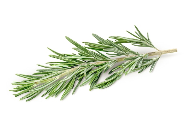 One sprig of fresh rosemary on isolated white surface