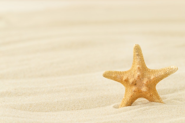 One starfish against the sand