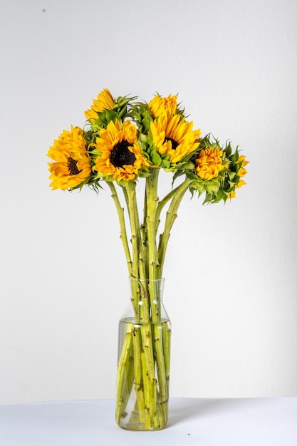 One sunflower flower in a tall glass bottle on a white background