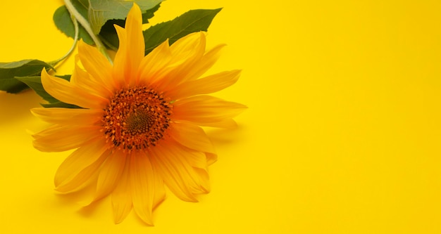 one sunflower flower on a yellow background. blank for a postcard.