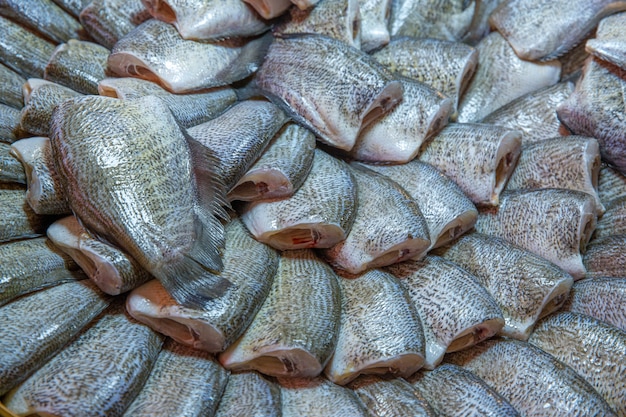 One sunny fish, Snake Skin Gourami, focus selective.