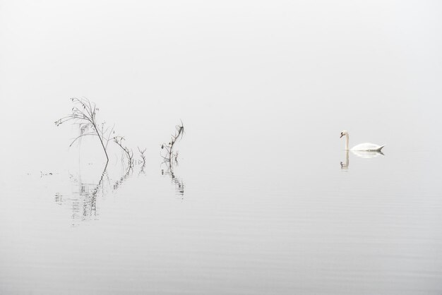 One swan Cygnus olor floating a fog covered lake