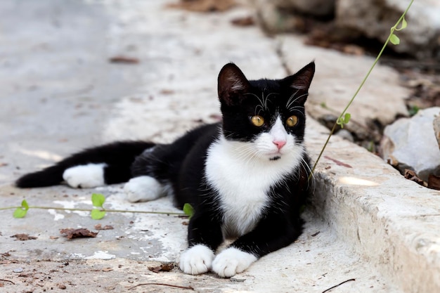 1つの甘い小さな野良猫の黒と白の色のクローズアップ