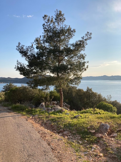 海と道路の近くの島の背景に1本の木