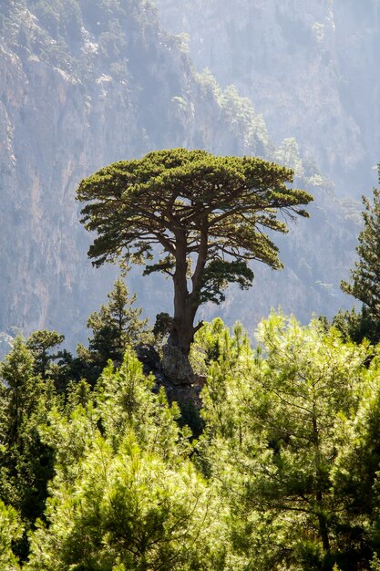 One tree on the High mountains In the environment wind and rain And refreshing green forest