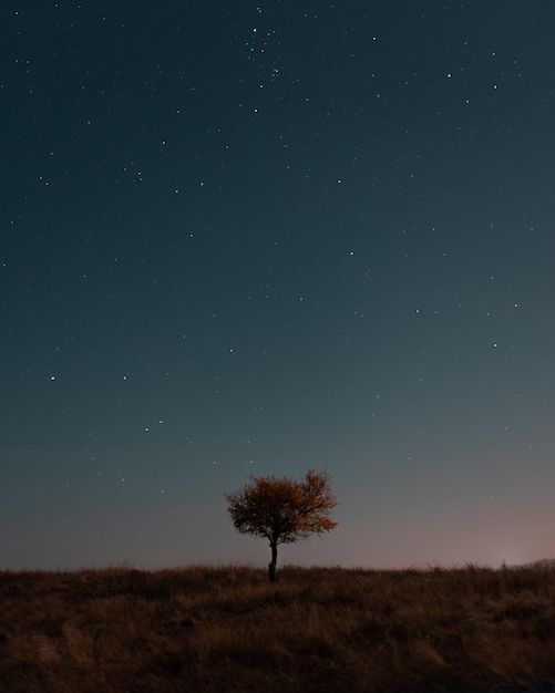 one tree on the hill against the background of the evening stars