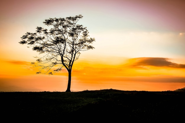 One tree on hill beautiful sunset standing alone