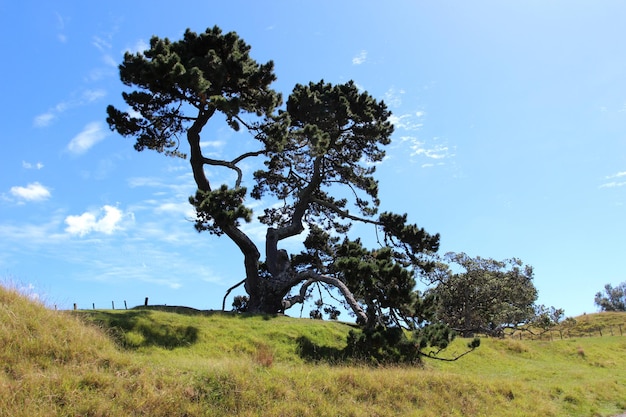 Foto maori del parco della città del paesaggio di one tree hill park auckland
