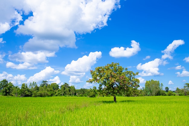 One tree in the middle of the cornfield