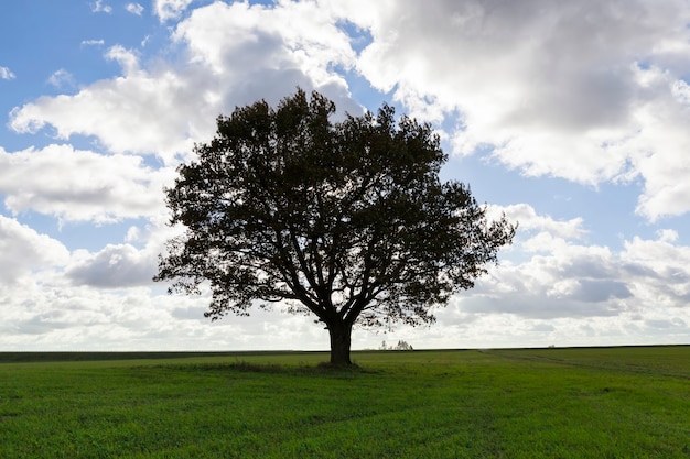 Un albero con le nuvole