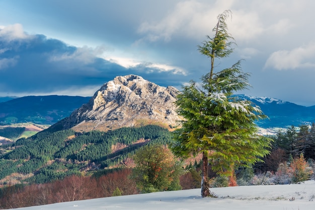 Photo one tree with views