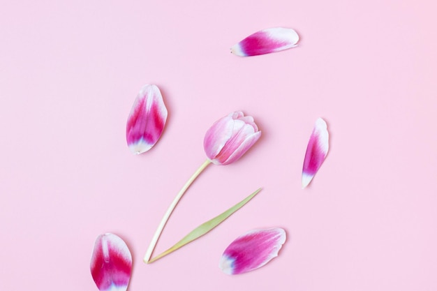 One tulip with petals on a pink background