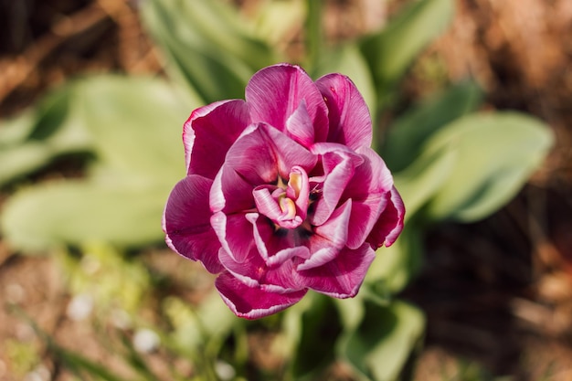 One violet tulip against the background of green grass in spring