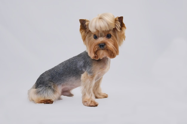 One well-groomed Yorkshire Terrier with a beautiful ponytail on top sits