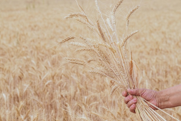 one wheat ears in palm or bouquet in woman hand against golden,yellow color wheat field.farming