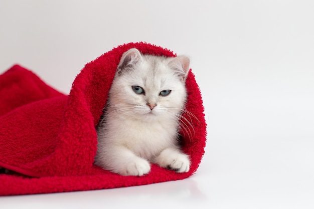 One white cat lies in a red towel on a white surface