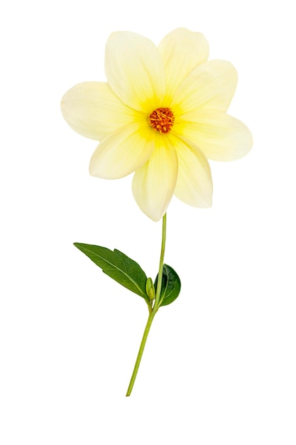 One white dahlia on a white background