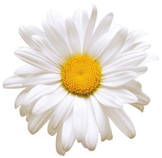 Photo one white daisy flower isolated on white background. flat lay, top view. floral pattern, object