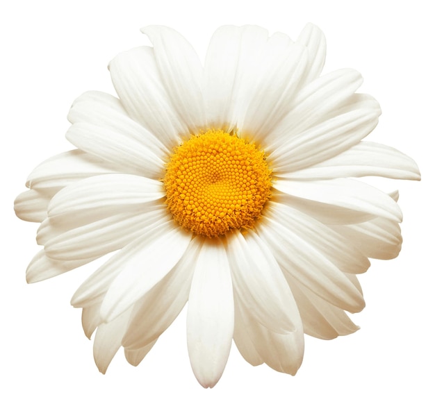 One white daisy flower isolated on white background. Flat lay, top view. Floral pattern, object