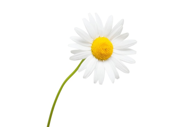 One white daisy flower isolated on white background. Flat lay, top view