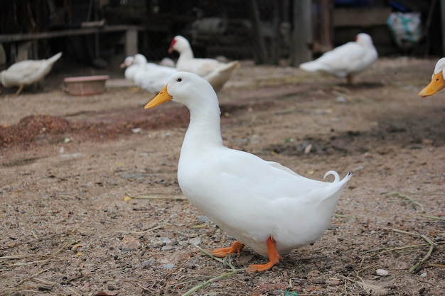 One white duck