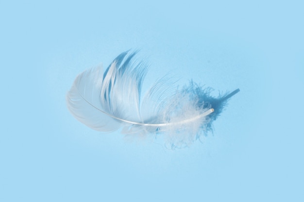 Photo one white feather with shadow. minimal natural flat lay top view on blue background