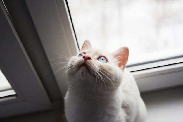 Premium Photo | One white kitten with blue eyes sits on the windowsill and looks out the window. Premium Photo | One white kitten with blue eyes sits on the windowsill and looks out the window.