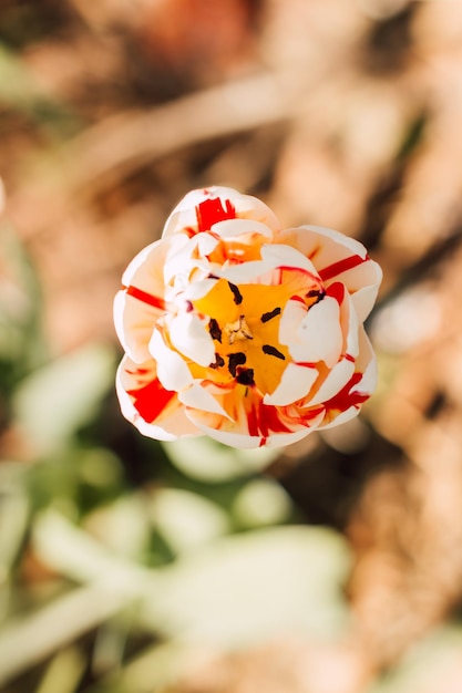 One white and red tulip against the background of green grass in spring