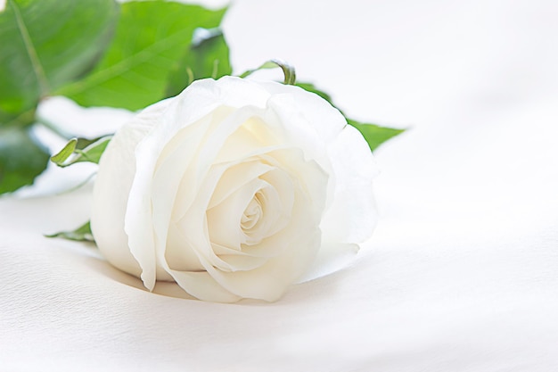 one white rose on a light background