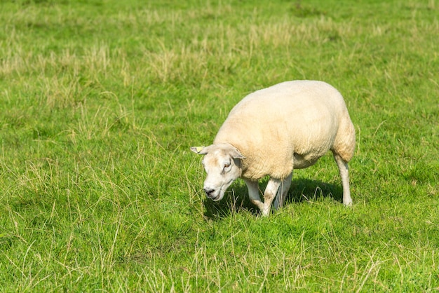 One white sheep eats green grass at farm