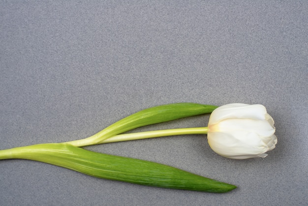 One white tulip rests on gray paper. View from above