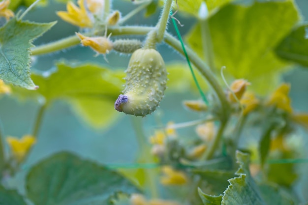 One white type angel cucumber on a bed among yellow flowers Hybrid varieties of cucumbers