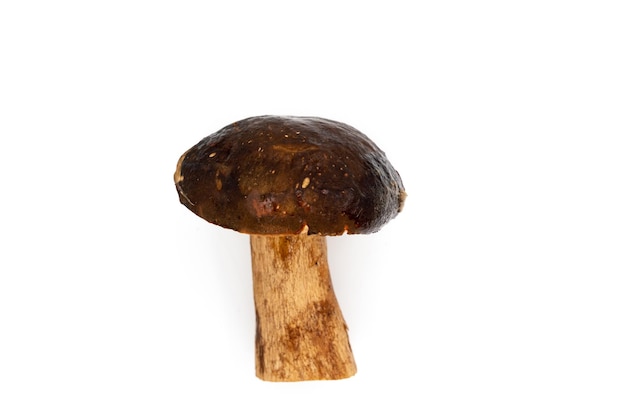 One whole edible mushroom on a white background isolated closeup white mushroom beautiful brown mushroom penny bun