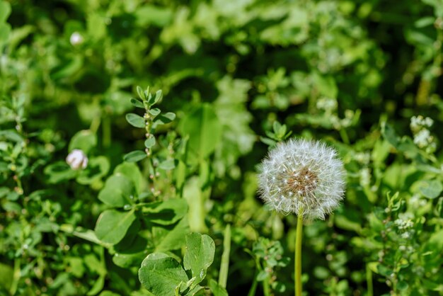 One wild flower dandelion of white color closeup on an indistinct green background