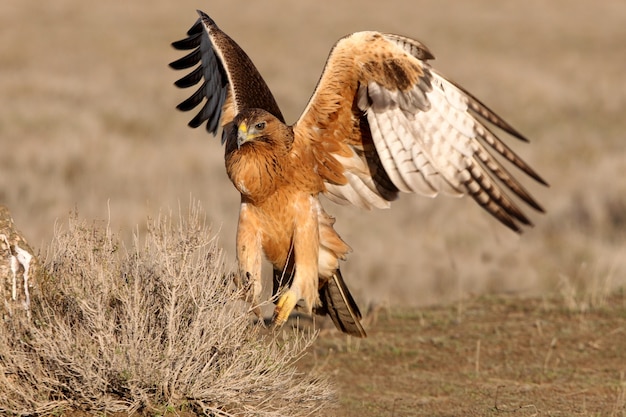 one year old female of Bonellis Eagle in her favorite watchtower with the first light of dawn on a winter day