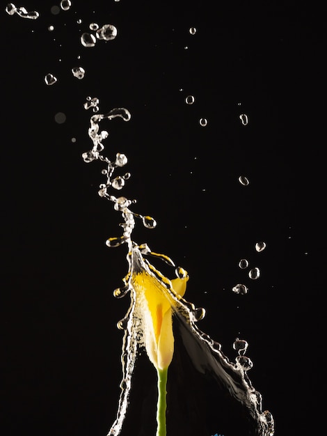 One yellow calla lily under a stream of water