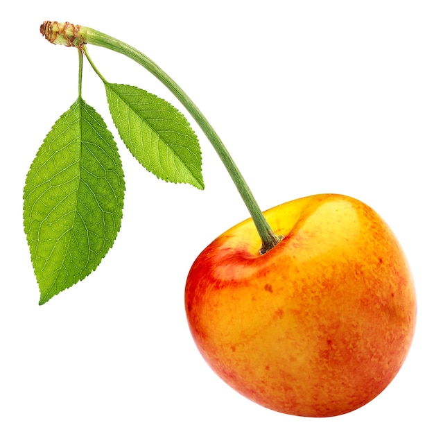 One yellow cherry with leaf isolated on white with clipping path