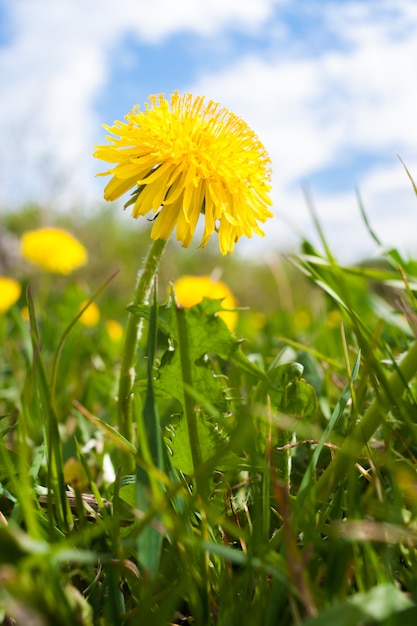 One yellow dandelion on cloudy sky.