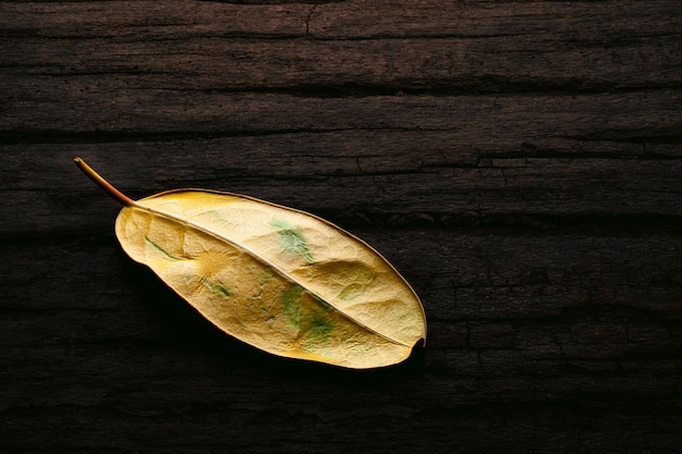 Una foglia gialla su uno sfondo di legno scuro fading essiccazione foglia gialla concetto di ciclo di vita