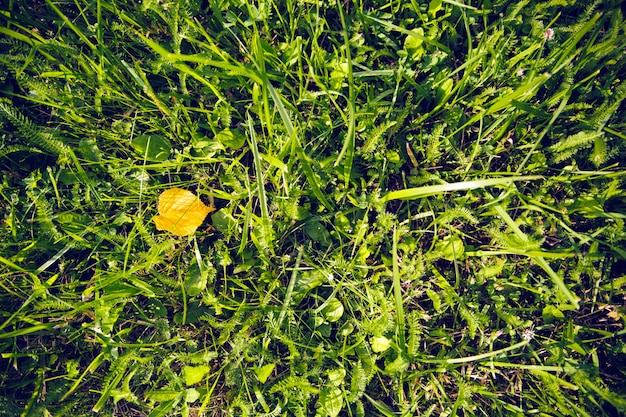 One yellow leaf falled on green grass. Fall concept.